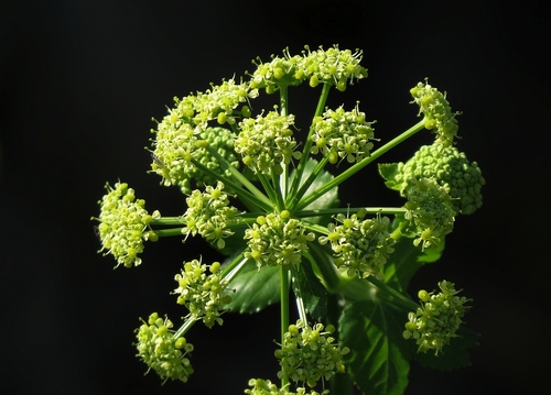 Alexanders