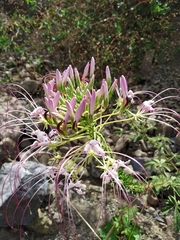 Cleome
