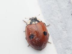 Adalia bipunctata