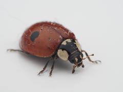 Adalia bipunctata