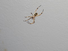 Argiope argentata
