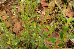 Phyllanthus hirtellus