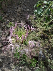 Cleome