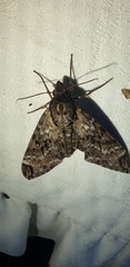 Psilogramma casuarinae