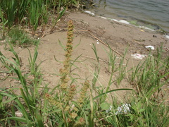 Rumex palustris