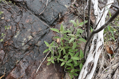 Image of Coleus alloplectus by (c) Greg Tasney, some rights reserved (CC BY-SA)