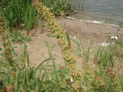 Rumex palustris