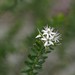 Leionema gracile - Photo (c) Greg Tasney, some rights reserved (CC BY-SA), uploaded by Greg Tasney