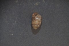 Vertigo pygmaea