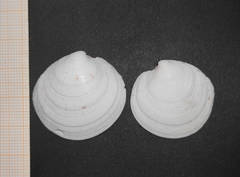 Dosinia exoleta