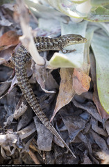 Elgaria multicarinata ignava