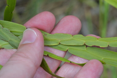 Carmichaelia williamsii