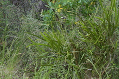 Carmichaelia williamsii