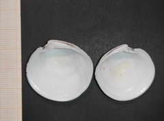 Dosinia exoleta