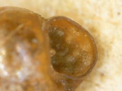 Vertigo pygmaea