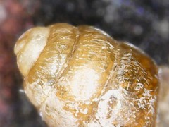 Vertigo pygmaea