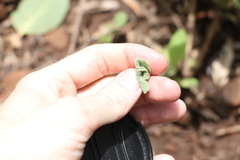 Pterocaulon redolens