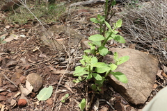 Pterocaulon redolens