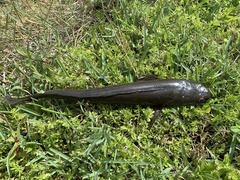 Channa aurolineata