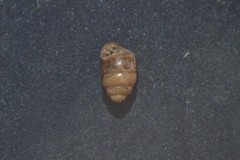 Vertigo pygmaea
