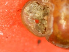 Vertigo pygmaea