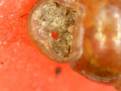 Vertigo pygmaea