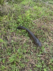 Channa aurolineata