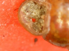 Vertigo pygmaea