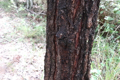 Eucalyptus fibrosa