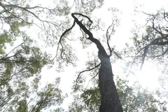 Eucalyptus fibrosa