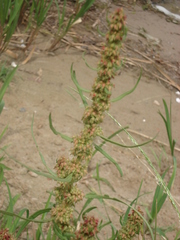 Rumex palustris
