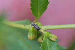 Euciodes suturalis