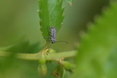 Euciodes suturalis