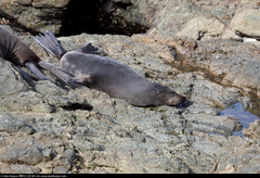 Arctocephalus townsendi