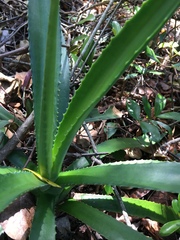 Agave decipiens