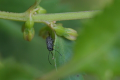 Euciodes suturalis
