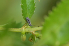 Euciodes suturalis