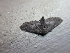 Aethaloida packardaria