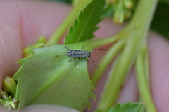 Euciodes suturalis