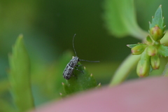 Euciodes suturalis