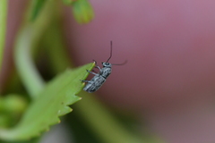 Euciodes suturalis