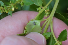 Euciodes suturalis
