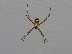 Argiope argentata