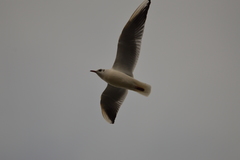 Chroicocephalus ridibundus