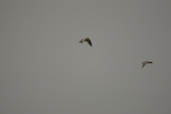 Chroicocephalus ridibundus