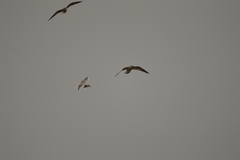 Chroicocephalus ridibundus