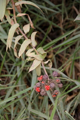 Bomarea aurantiaca