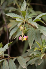 Caamembeca spectabilis