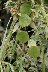 Cissampelos tropaeolifolia