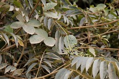 Cissus erosa